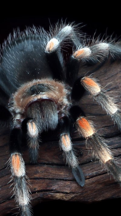 Оранжевый мохнатый паук