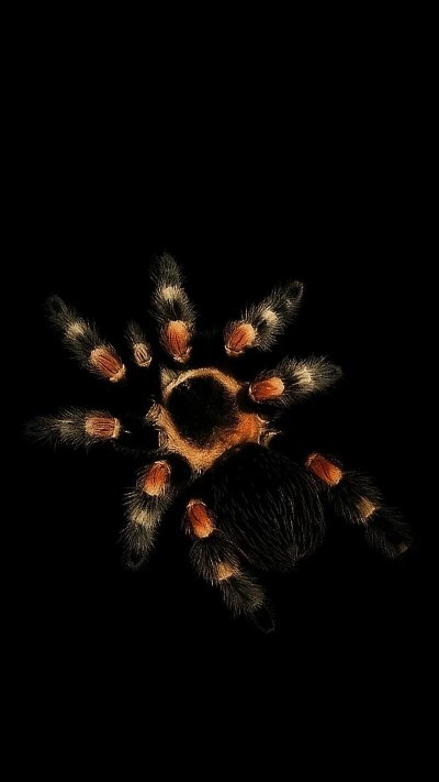 Тарантул заставка мышь