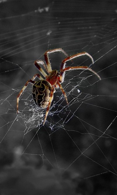 Паук на паутине