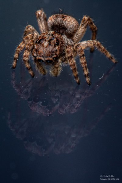 Паук Тарантул