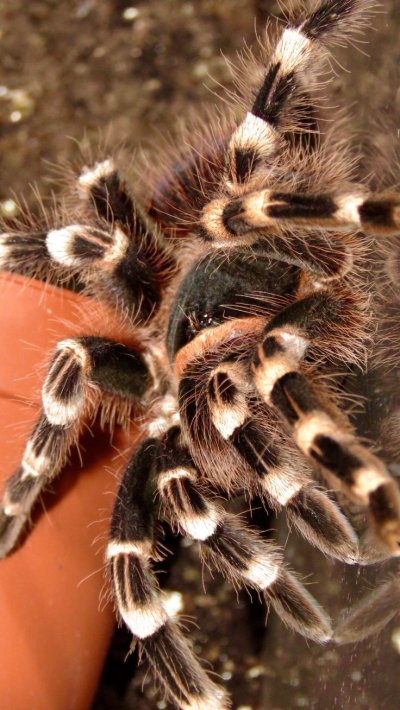 Паук Тарантул