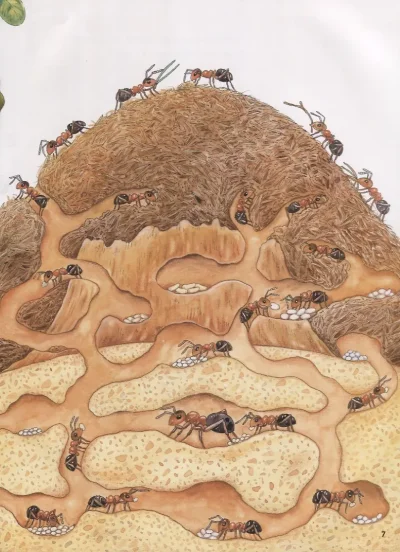 Лесной Муравейник муравьев внутри