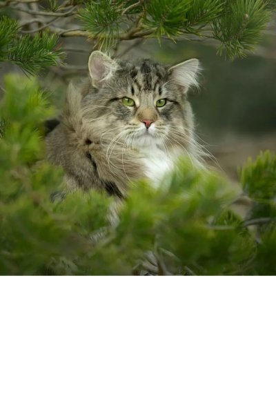 Сибирский камышовый кот