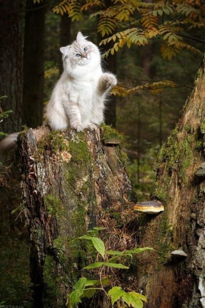 Коты в лесу