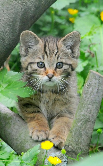 Лесная кошка