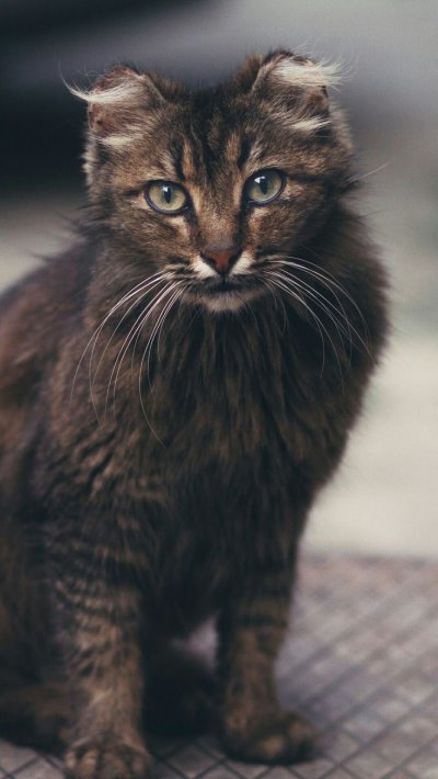 Обои на телефон кот норвежский Лесной