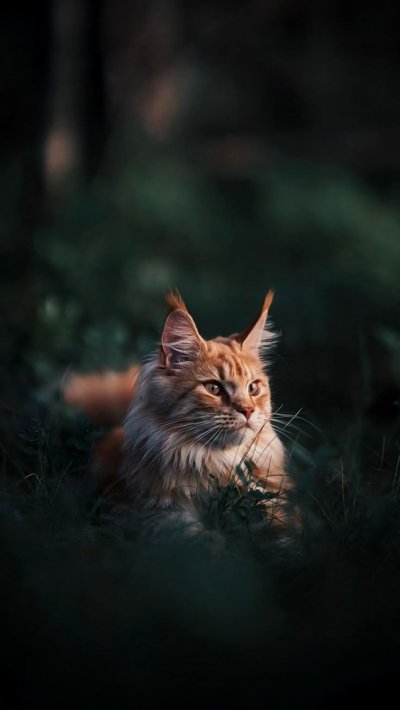 Красивые коты