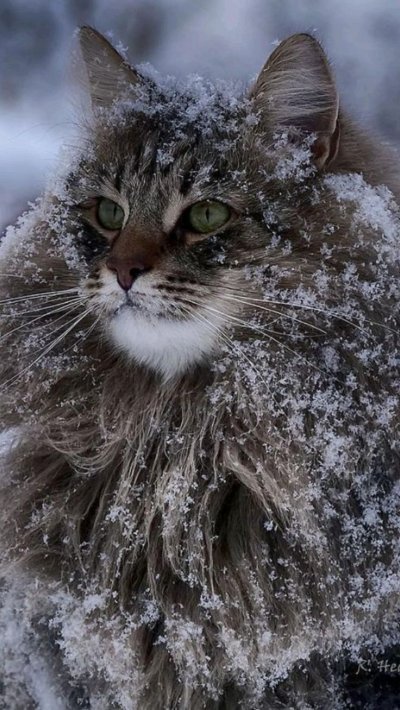 Финская Лесная кошка