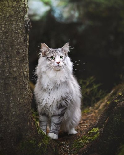 Норвежская Лесная Рысь