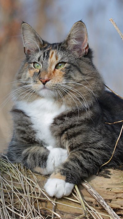 Норвежская Лесная