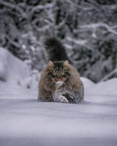 Манул и Норвежская Лесная