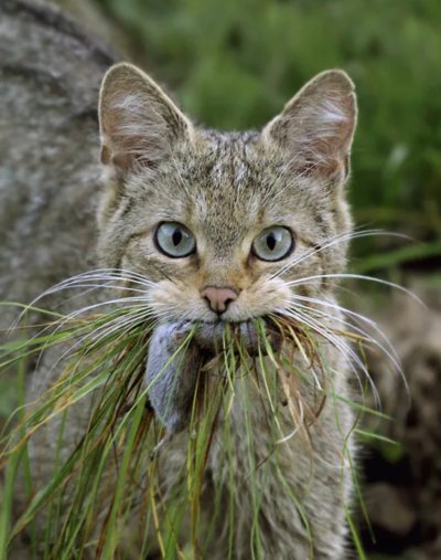 Felis Silvestris Silvestris