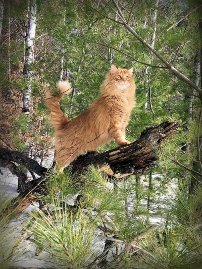 Норвежская Лесная кошка рыжая
