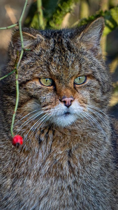 Кошка домашняя