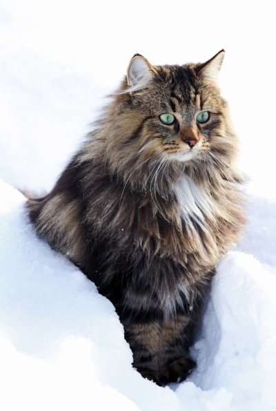 Норвежская длинношерстная Лесная кошка