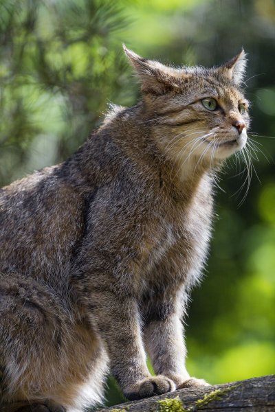 Шотландская Лесная кошка