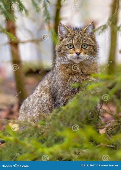 Лесной кот Архыз