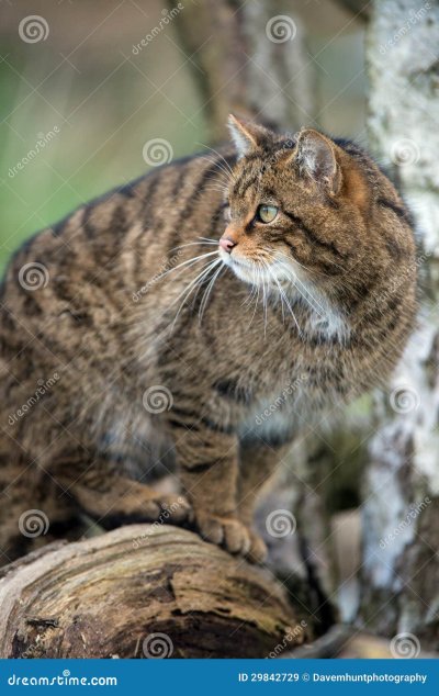 Кавказский Лесной кот фото