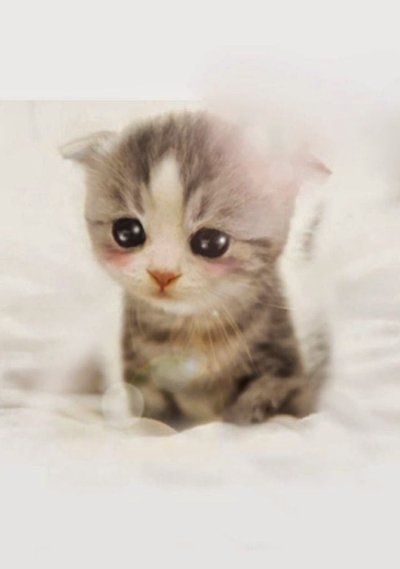 Милые котики