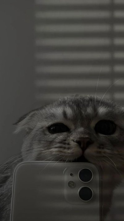 Кот с айфоном