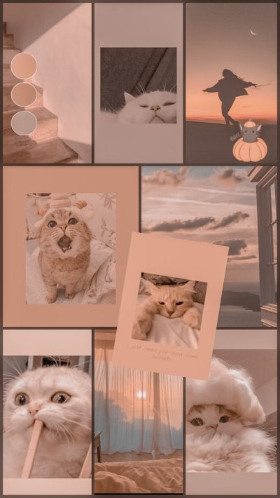 Котики Эстетика