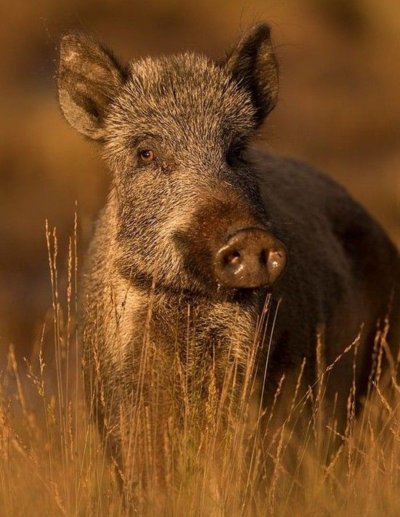 Вепрь секач