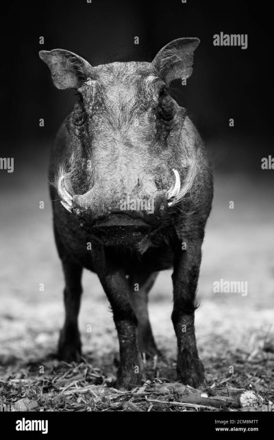 Кабан портрет