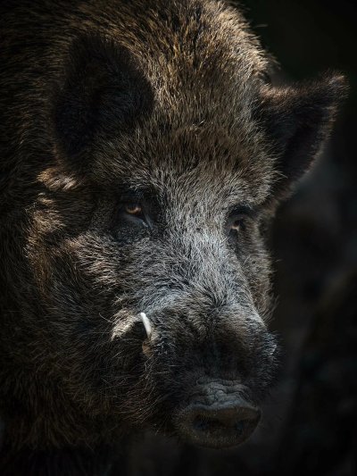 Вепрь кабан