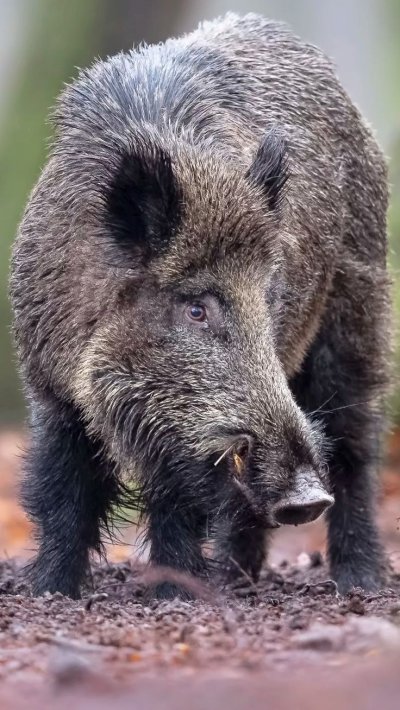 Милый кабан