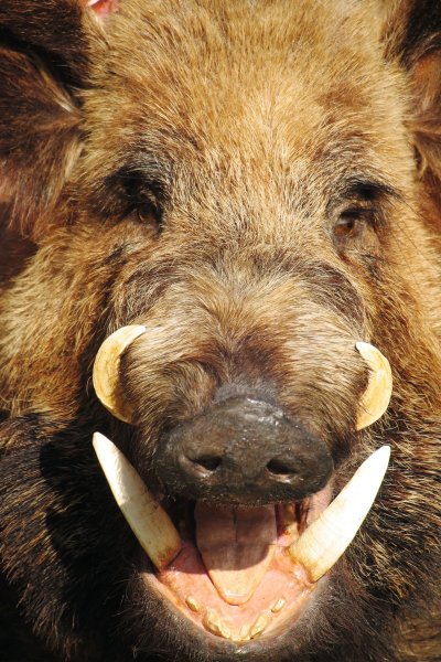 Как называется передние зубы у дикий кабан Википедия