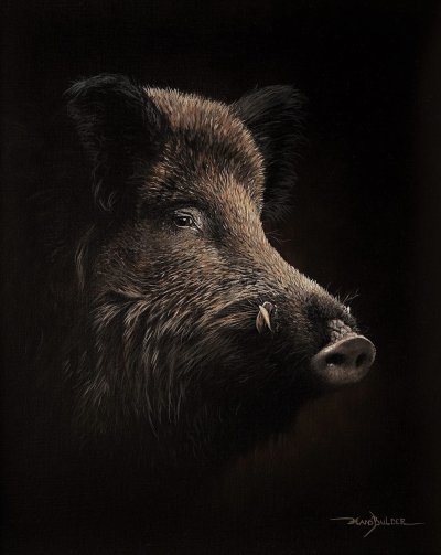 Кабан картинка