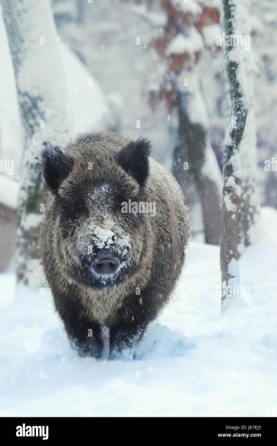 Кабан зимой в лесу