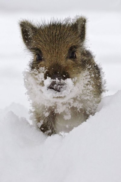 Кабанчик в снегу