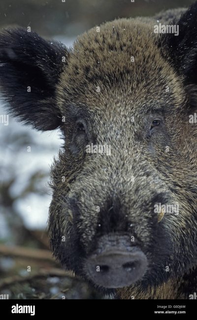 Милый кабан