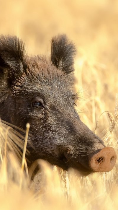 Степной кабанчик