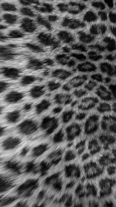 Энканто леопард