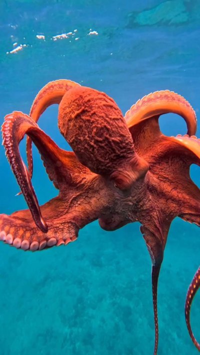 Танцующий осьминог