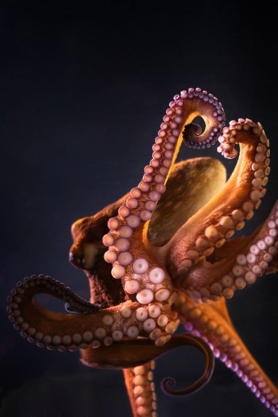 Длиннощупальцевый Спрут