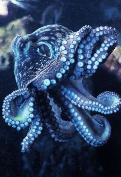 Осьминог Octopus vulgaris