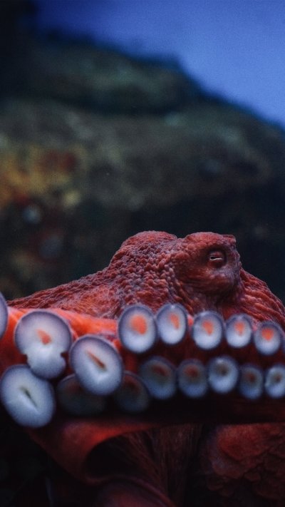 Робот осьминог