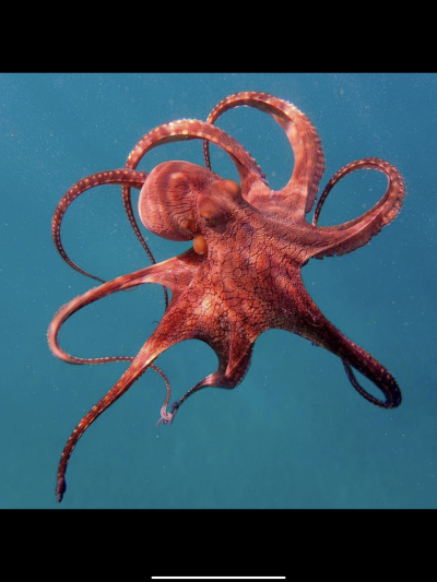 Головоногие моллюски осьминог