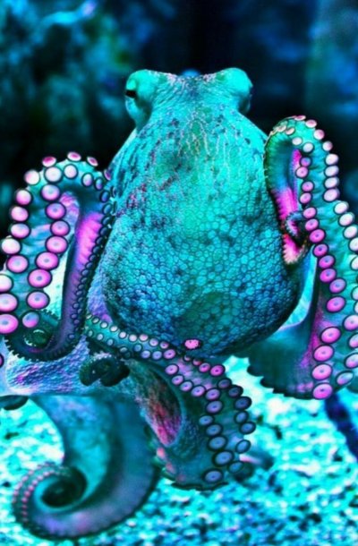 Головоногие моллюски осьминог