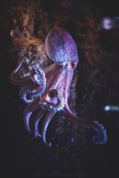 Головоногие моллюски осьминог обыкновенный