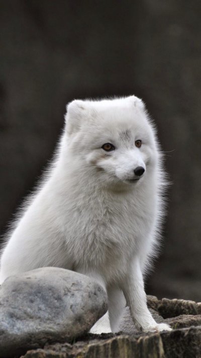 Песец Полярная лиса