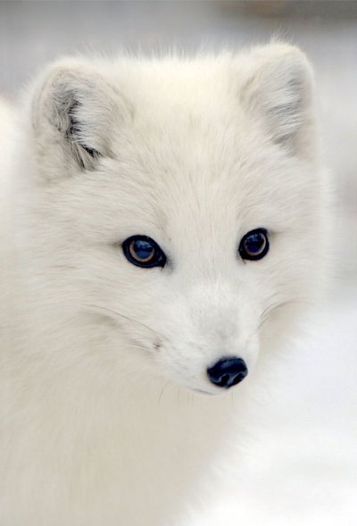 Полярная лисица песец