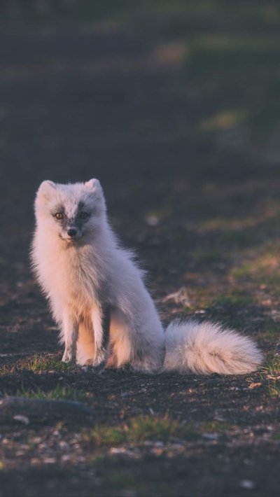 Песец белый