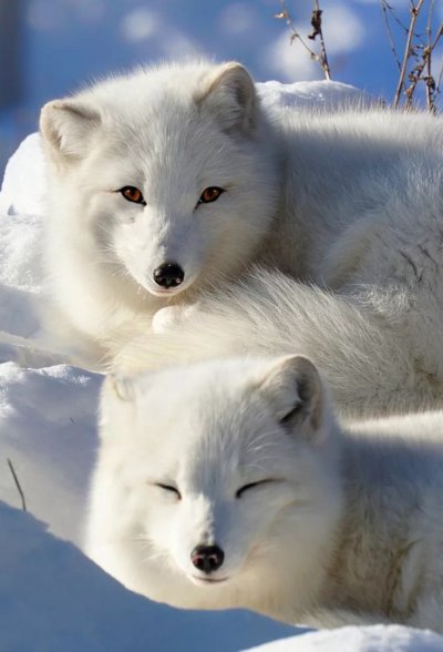 Белая лиса отдыхает в лесу