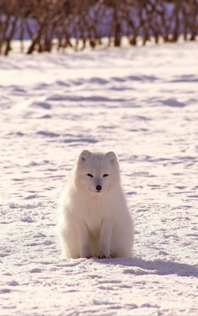 Песец (Arctic Fox)