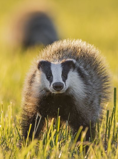 Забавный барсук