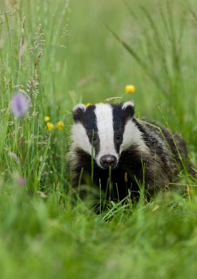 Барсук обыкновенный